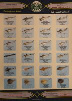 Übersichtskarte Knorpelfische